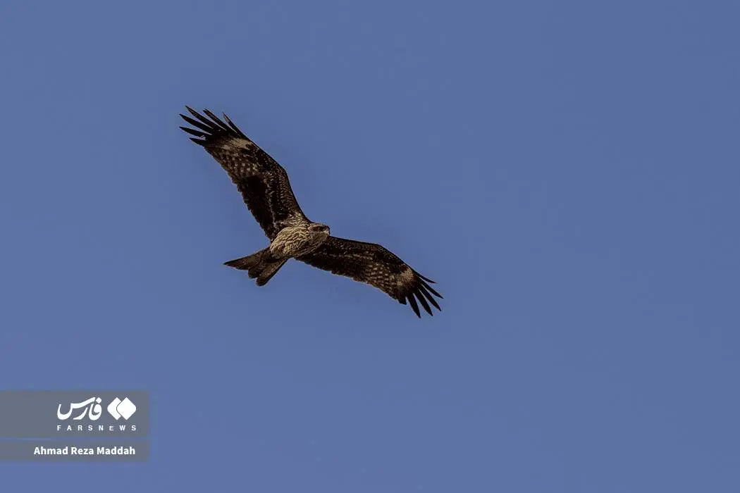 حضور کمنظیر کورکورهای سیاه در شیراز