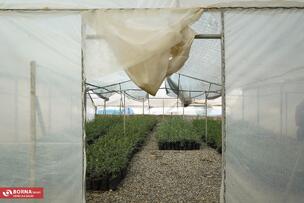 برداشت زیتون در علی آبادکتول