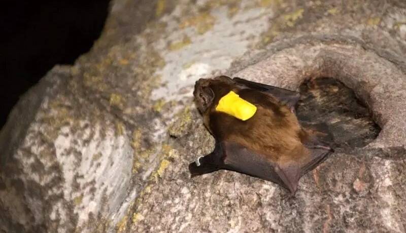 گوناگون/ خفاشی سریعتر از جت!