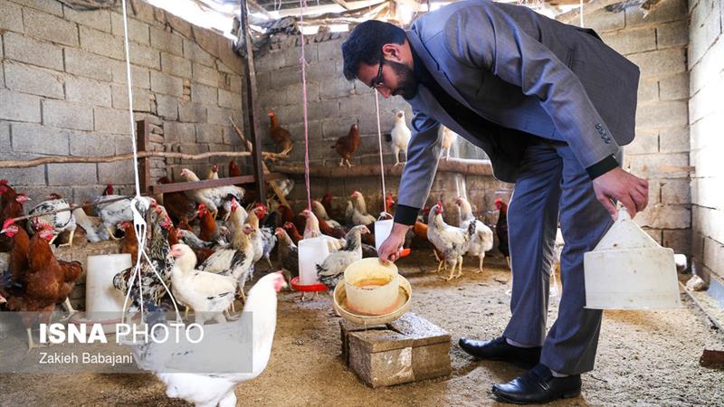 پیشگیری از طریق آموزش، بهترین راه مقابله با بیماریهای حاد پرندگان و طیور در خدابنده