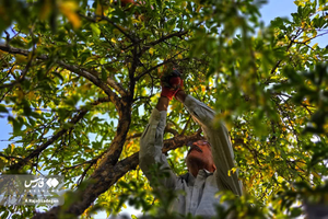 عکس/ پاییز و انارچینی در یزد