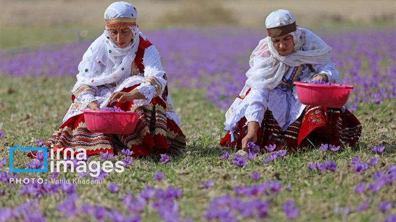 صادرات پنج تن زعفران از خراسان شمالی؛ ۷۵۰ هزار دلار ارزآوری