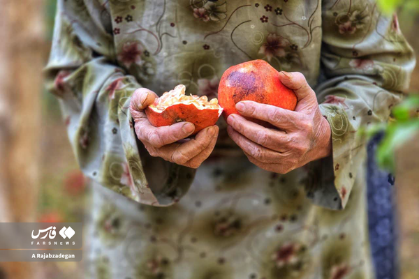 عکس/ پاییز و انارچینی در یزد