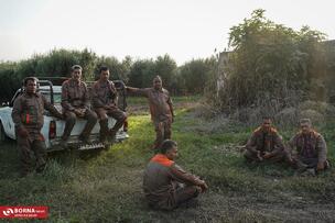 برداشت زیتون در علی آبادکتول