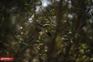 برداشت زیتون در علی آبادکتول