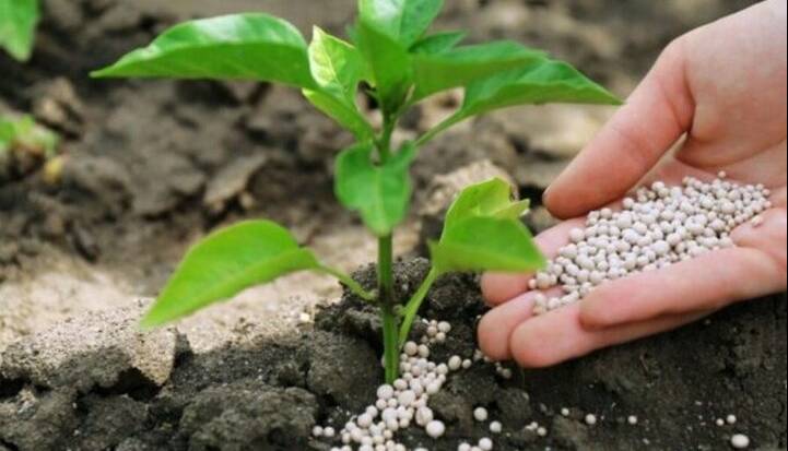 افزایش ۸۴ درصدی واردات کود به گلستان برای تأمین نیاز کشت پاییزه