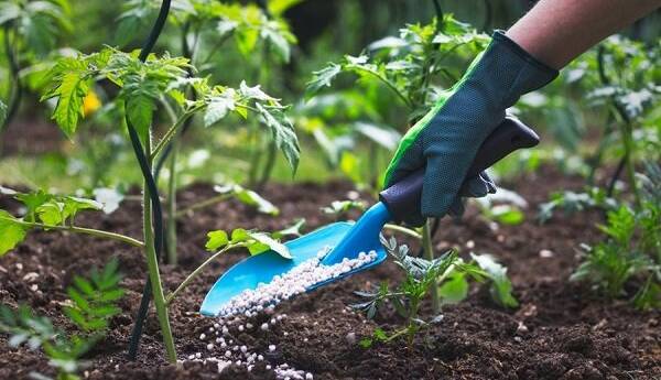 برنامه کود پتاسه در همدان محقق شد؛ توزیع ۱۷ هزار و ۵۰۰ تن کود گندم و جو