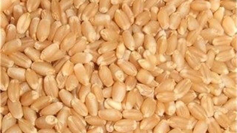 آغاز عملیات نمونهبرداری از بذور گندم و جو در ایستگاه تحقیقاتی مهران