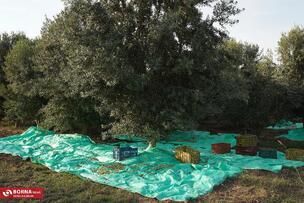 برداشت زیتون در علی آبادکتول