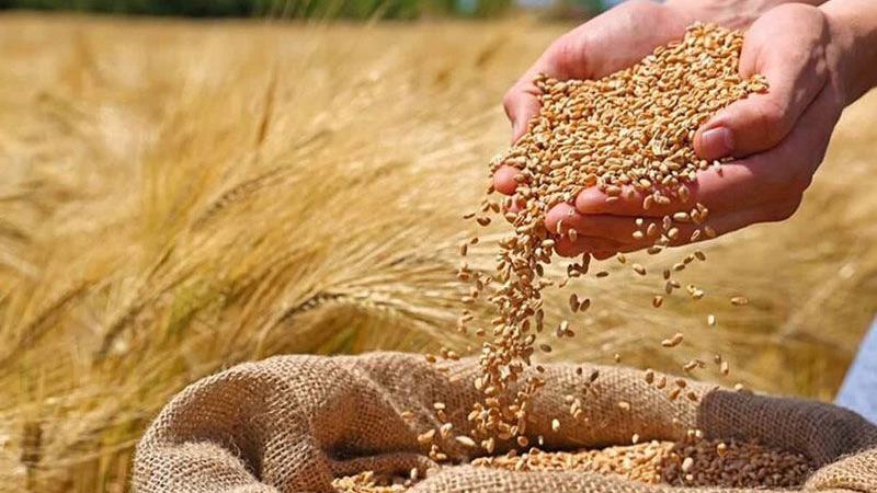 خوشههای دانش در مزارع، ثبت ارقام پرمحصول گندم در اردبیل