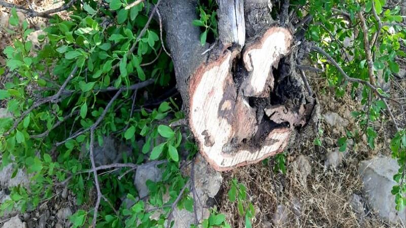 ۶۴ هکتار از جنگلهای ایلام درگیر آفت لورانتوس است/ پاکسازی مکانیکی در سه شهرستان