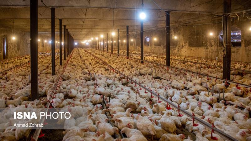 جوجهریزی بیش از ۱۹ میلیون قطعه طیور در زنجان