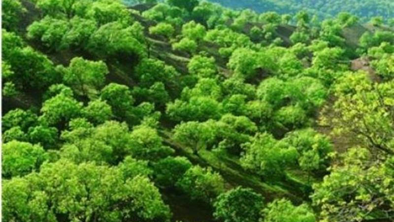 هویت زیستی گوناگون ایلام، منحصر بفرد است/ ایلام مرزبان طبیعت و مرز