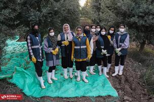 برداشت زیتون در علی آبادکتول