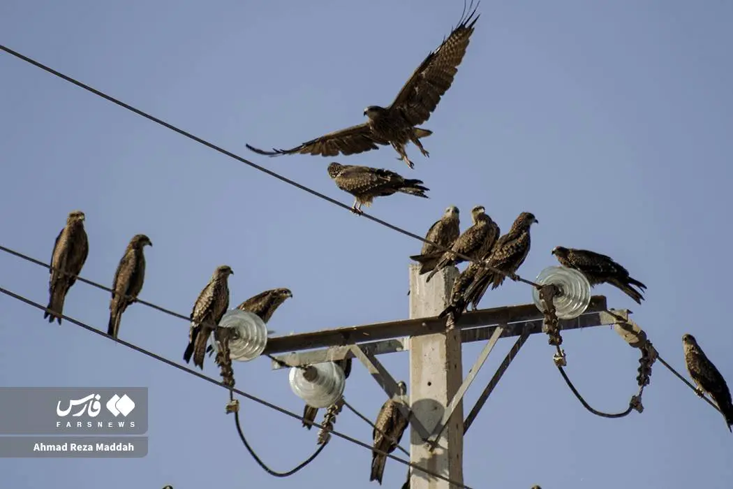 حضور کمنظیر کورکورهای سیاه در شیراز