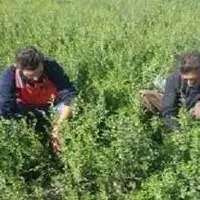 آغاز برداشت مرحله دوم حنا در جنوب کرمان