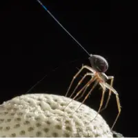 برخی عنکبوتها واقعاً میتوانند پرواز کنند؛ اما آنطور که به نظر میرسد ترسناک نیستند