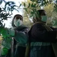 برداشت زیتون در علی آبادکتول