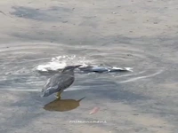 ماهیخوار؛ ماهی را نجات داد