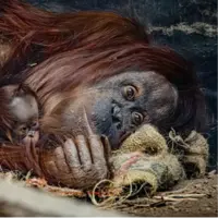 تولد اورانگوتان نادر در باغوحش؛ بارقه امید برای گونهای رو به انقراض