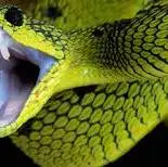 ویدیویی حیرتانگیز از نحوه حمله افعی در کسری از ثانیه