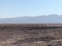 احیای جمعیت گور ایرانی در پارک ملی کویر