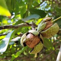 برداشت محصول از باغهای گردو استان فارس پایان یافت/ برداشت ۱۴ هزار تن گردو