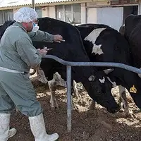 شناسایی سویه جدید تب برفکی در ایران پس از ۴۲ سال/ دامپزشکی: تب برفکی کنترل شد