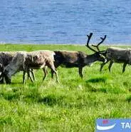 ایسلند؛ سرزمین گوزن‌ها