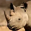 مقاومت دیدنی کرگدن در مقابل حمله شیرهای گرسنه