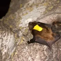 گوناگون/ خفاشی سریعتر از جت!