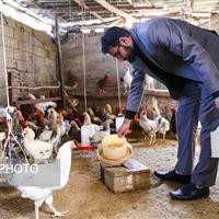 پیشگیری از طریق آموزش، بهترین راه مقابله با بیماریهای حاد پرندگان و طیور در خدابنده