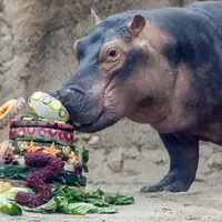 اسب آبی 100 کیلو غذا میخورد !!