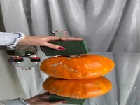 با کدو حلوایی یک دکور زیبا بساز