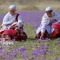 صادرات پنج تن زعفران از خراسان شمالی؛ ۷۵۰ هزار دلار ارزآوری