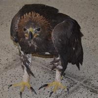 کشف یک بهله پرنده شکاری کمیاب در دامغان