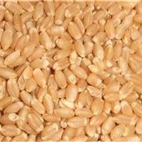 آغاز عملیات نمونهبرداری از بذور گندم و جو در ایستگاه تحقیقاتی مهران