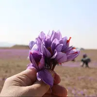 آغاز برداشت زعفران در قزوین