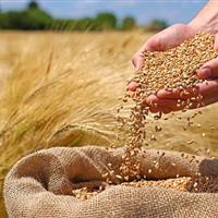 خوشههای دانش در مزارع، ثبت ارقام پرمحصول گندم در اردبیل