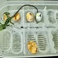 گوناگون/ ایگوانای مادر بدون وجود نر، صاحب ۸ قلو شد!