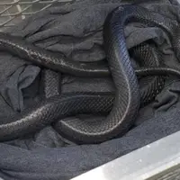 گوناگون/ سرگردان بودن شاه‌مار در خیابان‌های شهر