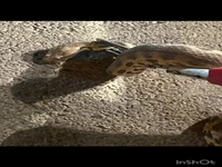 فیلم/ مهار مار سمی افعی گرزه در منزل مسکونی ایلام