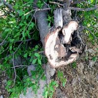 ۶۴ هکتار از جنگلهای ایلام درگیر آفت لورانتوس است/ پاکسازی مکانیکی در سه شهرستان