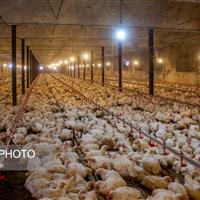 جوجهریزی بیش از ۱۹ میلیون قطعه طیور در زنجان