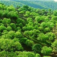 هویت زیستی گوناگون ایلام، منحصر بفرد است/ ایلام مرزبان طبیعت و مرز