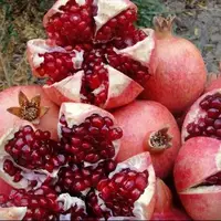 پیشبینی تولید ۱۳ هزار تن انار در کرمانشاه