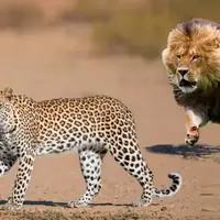 وقتی شیرهای ماده، پلنگ بی نوا را غافلگیر می کنند!