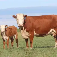 قاچاق دام آلوده از تهران به مازندران ناکام ماند