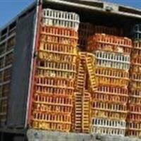 توقیف کامیون حامل مرغ زنده فاقد مجوز در قاینات