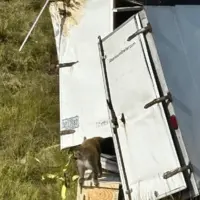 واژگونی کامیون میمونهای مبتلا به ویروس در آمریکا